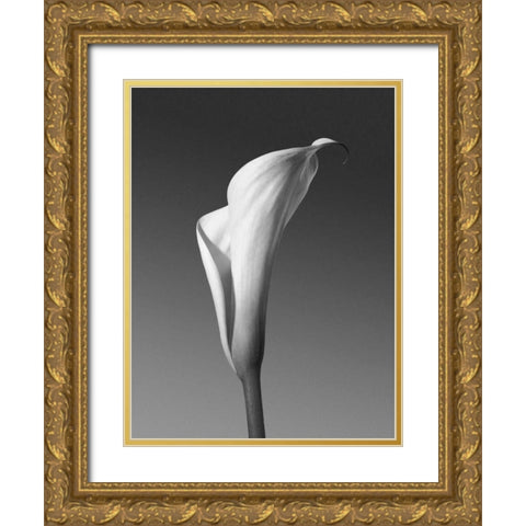 Calla No. 4 Gold Ornate Wood Framed Art Print with Double Matting by PhotoINC Studio