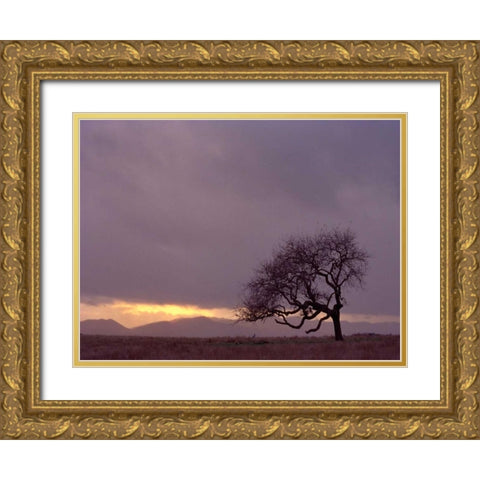 Field Gold Ornate Wood Framed Art Print with Double Matting by PhotoINC Studio
