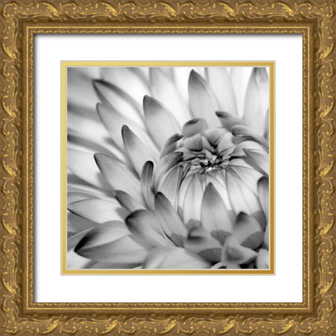 Fibonacci 2 Gold Ornate Wood Framed Art Print with Double Matting by PhotoINC Studio