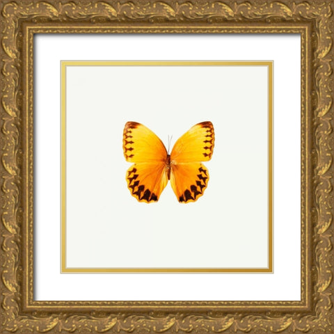 Yellow Butterfly Gold Ornate Wood Framed Art Print with Double Matting by PhotoINC Studio
