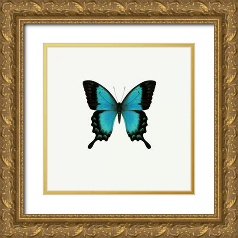 Blue Butterfly Gold Ornate Wood Framed Art Print with Double Matting by PhotoINC Studio