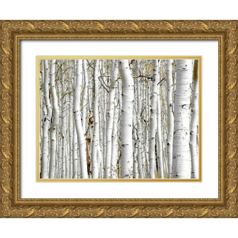 Birch Wood Gold Ornate Wood Framed Art Print with Double Matting by PhotoINC Studio