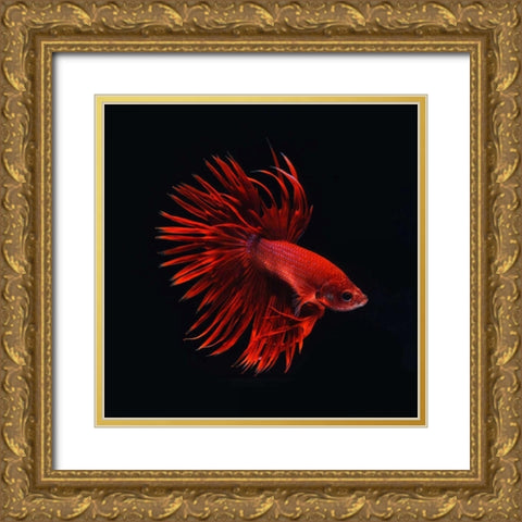 Red Betta Fish Gold Ornate Wood Framed Art Print with Double Matting by PhotoINC Studio