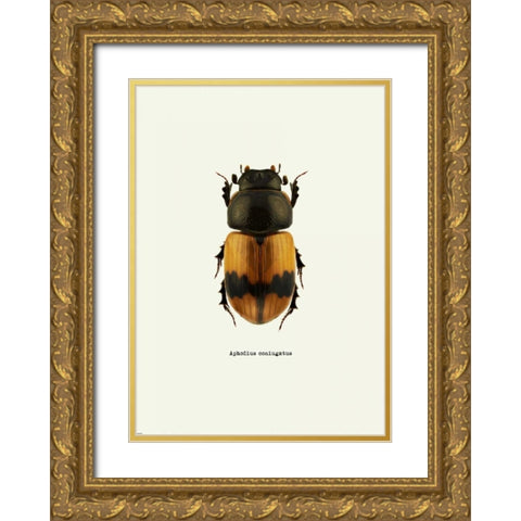 Beetle Orange Gold Ornate Wood Framed Art Print with Double Matting by GraphINC