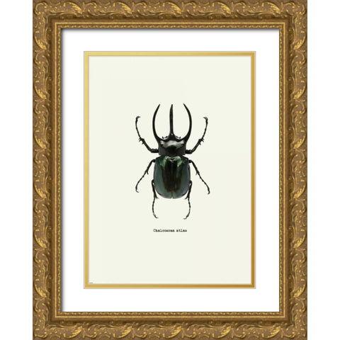 Beetle Black Gold Ornate Wood Framed Art Print with Double Matting by GraphINC