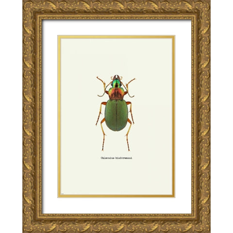 Beetle Green Gold Ornate Wood Framed Art Print with Double Matting by GraphINC