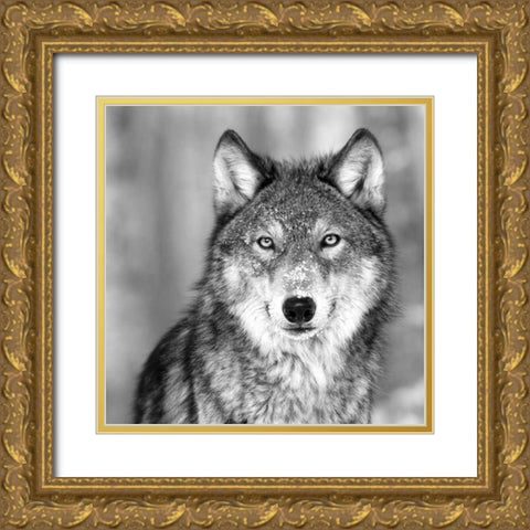 Wolf Gold Ornate Wood Framed Art Print with Double Matting by PhotoINC Studio