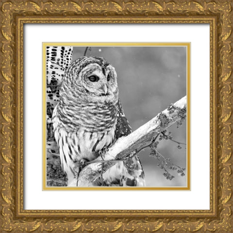 White Owl Gold Ornate Wood Framed Art Print with Double Matting by PhotoINC Studio