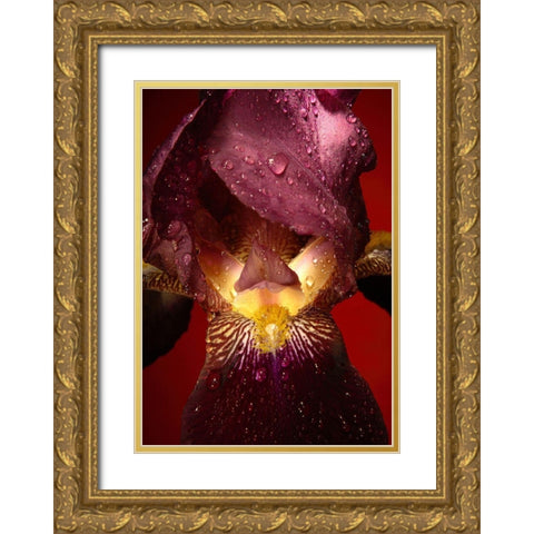 Red Flower Gold Ornate Wood Framed Art Print with Double Matting by Incado