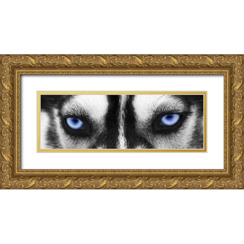Husky Gold Ornate Wood Framed Art Print with Double Matting by PhotoINC Studio