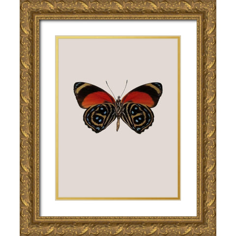 Agrias amydon Gold Ornate Wood Framed Art Print with Double Matting by Incado