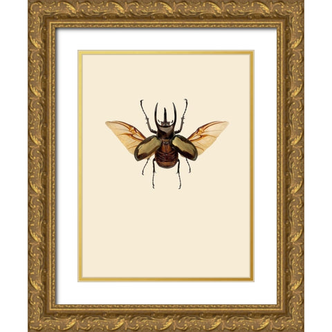 Chalcosoma atlas Gold Ornate Wood Framed Art Print with Double Matting by Incado