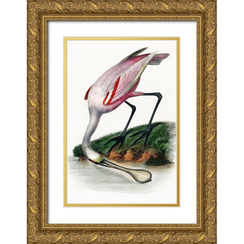 Spoonbill Gold Ornate Wood Framed Art Print with Double Matting by Incado