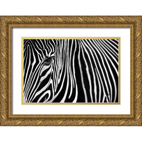 Zebra in Lisbon Zoo Gold Ornate Wood Framed Art Print with Double Matting by Mumford, Andy