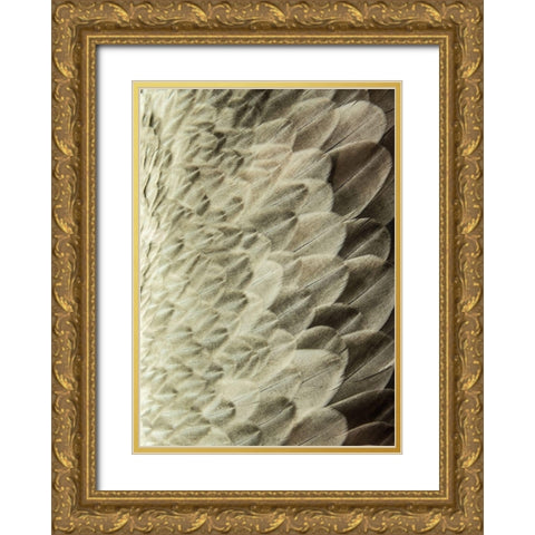 Volture II Gold Ornate Wood Framed Art Print with Double Matting by Design Fabrikken