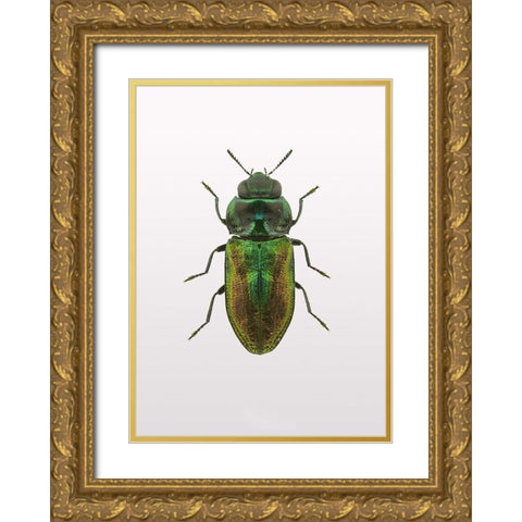 Beetle 1 Gold Ornate Wood Framed Art Print with Double Matting by Design Fabrikken