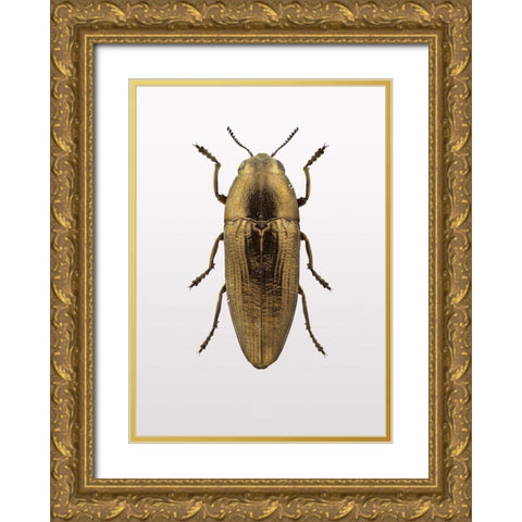Beetle 4 Gold Ornate Wood Framed Art Print with Double Matting by Design Fabrikken