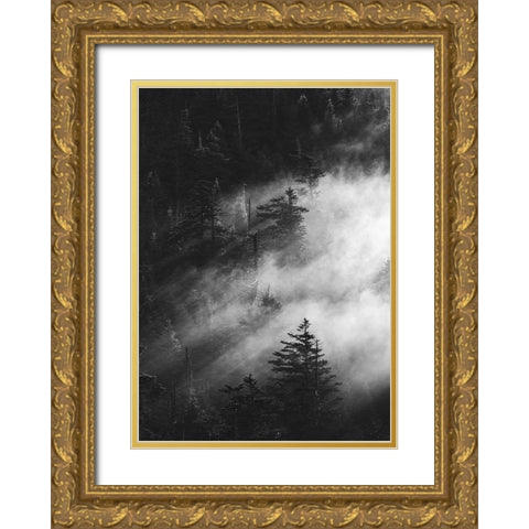 Misty Pine Woods Gold Ornate Wood Framed Art Print with Double Matting by Design Fabrikken