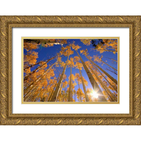 Winter Aspens Gold Ornate Wood Framed Art Print with Double Matting by ODell, Dale