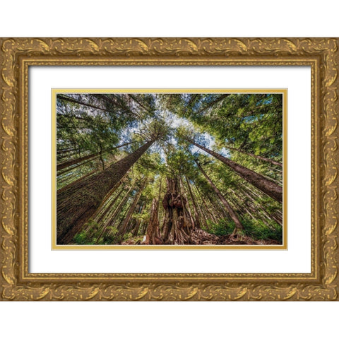Avatar Grove Canopy Gold Ornate Wood Framed Art Print with Double Matting by Oldford, Tim