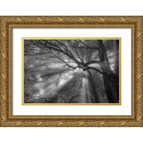 Forest Fog Gold Ornate Wood Framed Art Print with Double Matting by Oldford, Tim