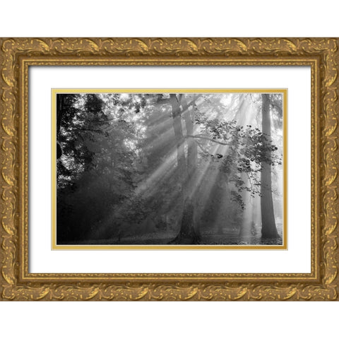 In a Haze Gold Ornate Wood Framed Art Print with Double Matting by Oldford, Tim
