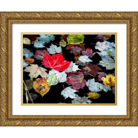 Autumn Leaves Gold Ornate Wood Framed Art Print with Double Matting by Pollard, David W.