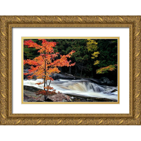 Autumn, Lower Rosseau Falls Gold Ornate Wood Framed Art Print with Double Matting by Pollard, David W.