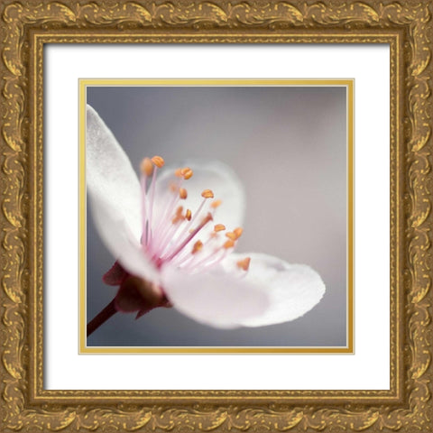 Cherry Flower 1 Gold Ornate Wood Framed Art Print with Double Matting by PhotoINC Studio