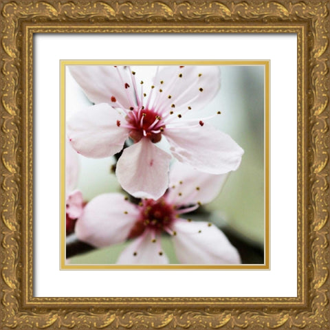 Cherry Flower 2 Gold Ornate Wood Framed Art Print with Double Matting by PhotoINC Studio