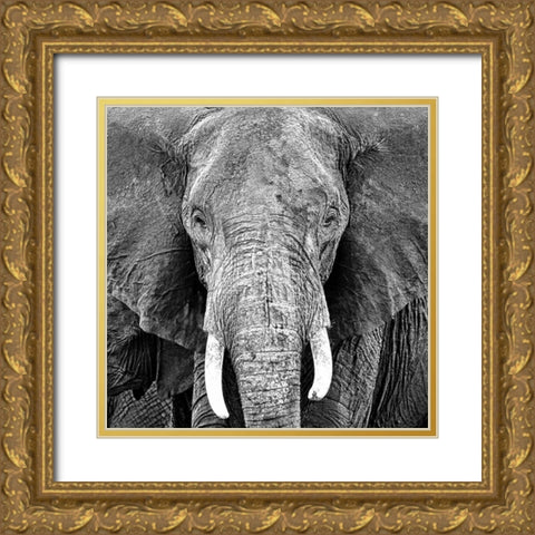 Elephant Gold Ornate Wood Framed Art Print with Double Matting by PhotoINC Studio