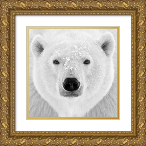 Polar Bear Gold Ornate Wood Framed Art Print with Double Matting by PhotoINC Studio