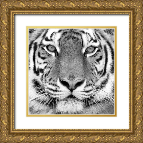 Tiger Gold Ornate Wood Framed Art Print with Double Matting by PhotoINC Studio