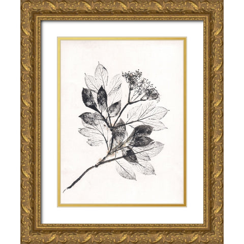 Elder BW Gold Ornate Wood Framed Art Print with Double Matting by Folcarelli, Pernille