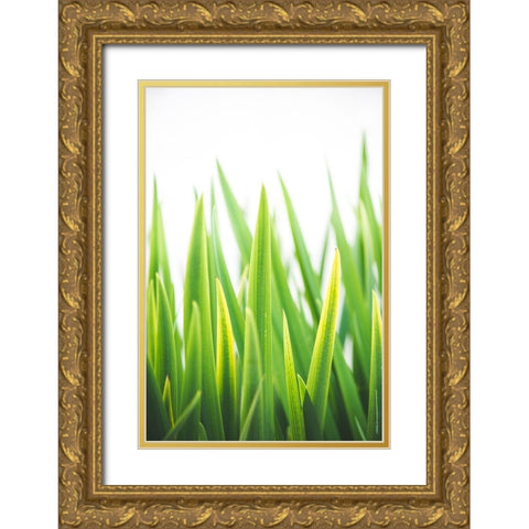 Blades of Green No. 2 Gold Ornate Wood Framed Art Print with Double Matting by Quintero, Sonja