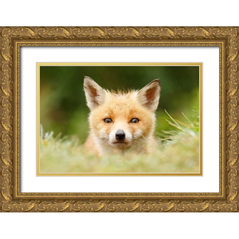 Bad Fur Day Gold Ornate Wood Framed Art Print with Double Matting by Raimond, Roeselien