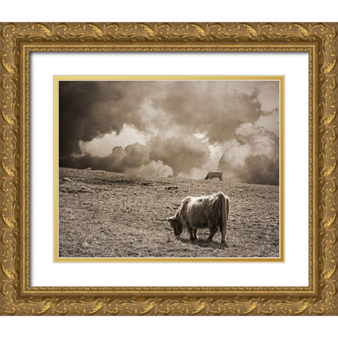 Scottish Highland Cattle No. 1 Gold Ornate Wood Framed Art Print with Double Matting by Ryan, Brooke T.