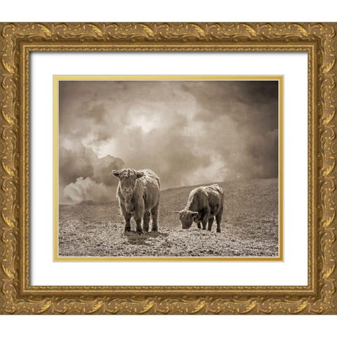 Scottish Highland Cattle No. 2 Gold Ornate Wood Framed Art Print with Double Matting by Ryan, Brooke T.