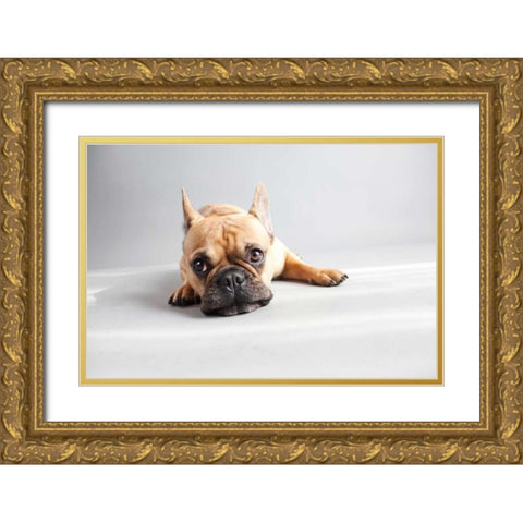 Sad Frenchie Gold Ornate Wood Framed Art Print with Double Matting by Sabo, Susan