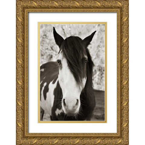 Pale Eyed Stallion Gold Ornate Wood Framed Art Print with Double Matting by Scott, Traer