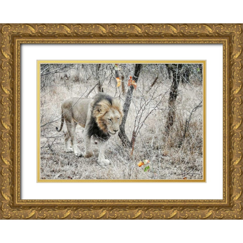 Lion Gold Ornate Wood Framed Art Print with Double Matting by Sobol, Helene