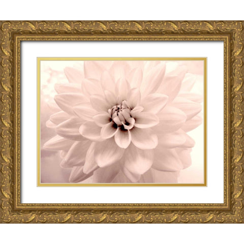 Pink Dahlia 2 Gold Ornate Wood Framed Art Print with Double Matting by Stalus, Judy