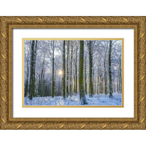 Frosty Forest Gold Ornate Wood Framed Art Print with Double Matting by Schneidersmann, Anne