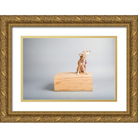 Small Dog, Big World Gold Ornate Wood Framed Art Print with Double Matting by Sabo, Susan