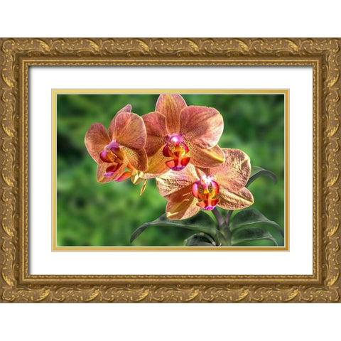 Orange Orchid Gold Ornate Wood Framed Art Print with Double Matting by Spears, Don