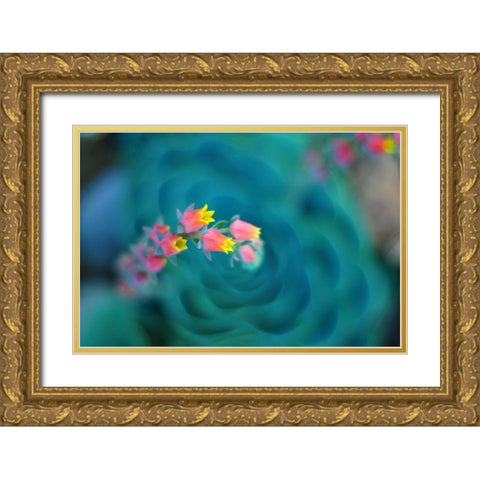 Rosularia Gold Ornate Wood Framed Art Print with Double Matting by Sie, Lee