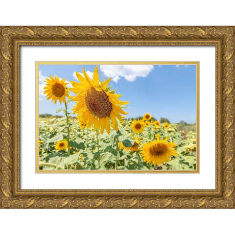 Sunflowers I Gold Ornate Wood Framed Art Print with Double Matting by Silver, Richard