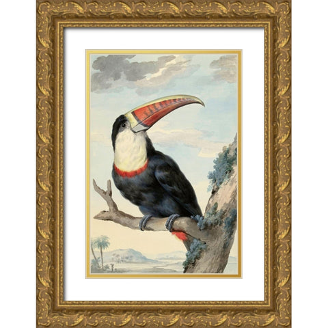 Red-billed Toucan, c. 1748 Gold Ornate Wood Framed Art Print with Double Matting by Schouman, Aert