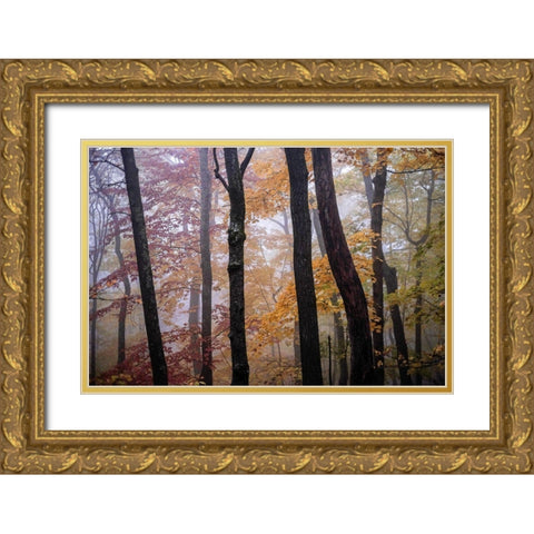 October Trees Gold Ornate Wood Framed Art Print with Double Matting by Sinclair, Kelly