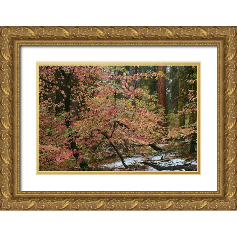 Dogwoods and Sequoia Gold Ornate Wood Framed Art Print with Double Matting by Thomas, Alain